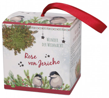 Rose von Jericho - Wunder der Weihnacht
