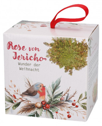 Rose von Jericho - Wunder der Weihnacht