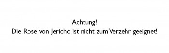 Rose von Jericho - Wunder der Weihnacht