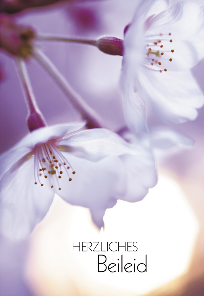 Bild Herzliches Beileid: A Comprehensive Guide to Expressing Condolences with Sincerity